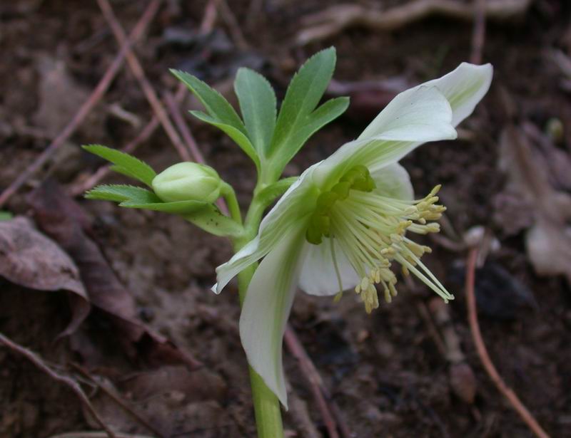 Helleborus viridis sl.